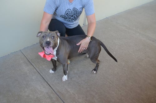 ROUTER - American Pit Bull Terrier available for adoption