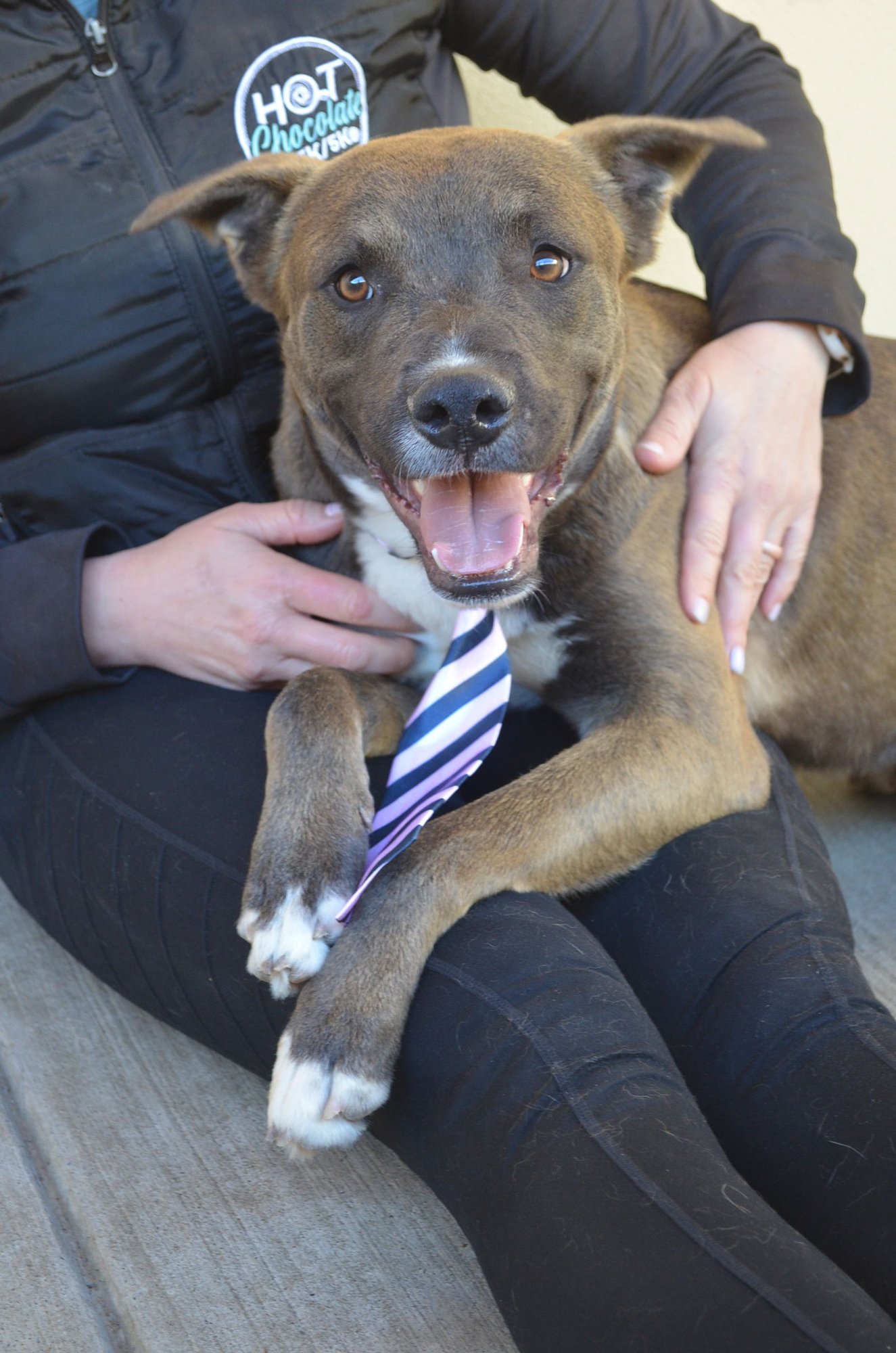 BROWNIE - Labrador Retriever available for adoption