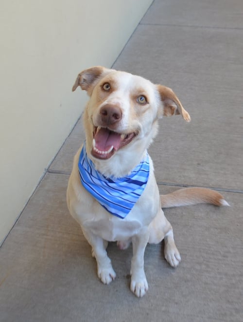 UMBER - Labrador Retriever for adoption in McKinney