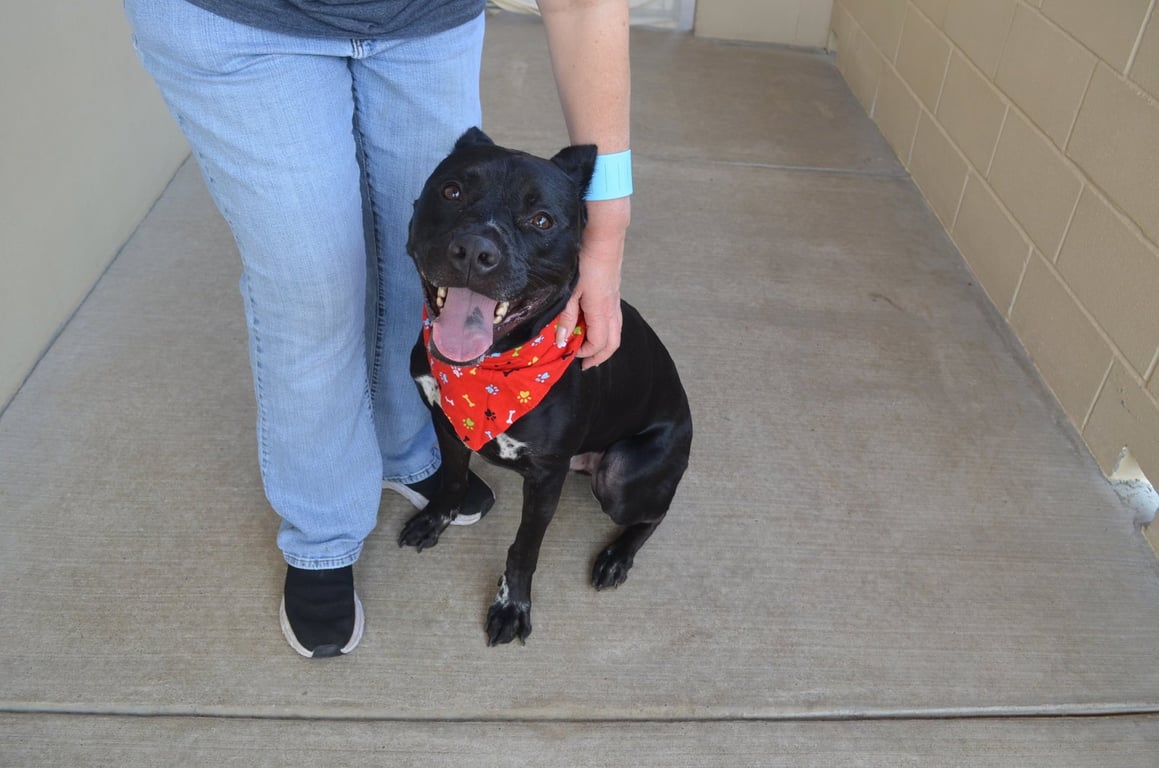 Koa (In Foster) Image