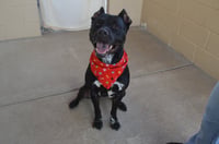 Koa (In Foster) - Photo 2