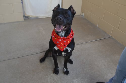 KOA (IN FOSTER) - Pit Bull Terrier available for adoption