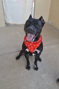 Koa (In Foster) - Photo 3