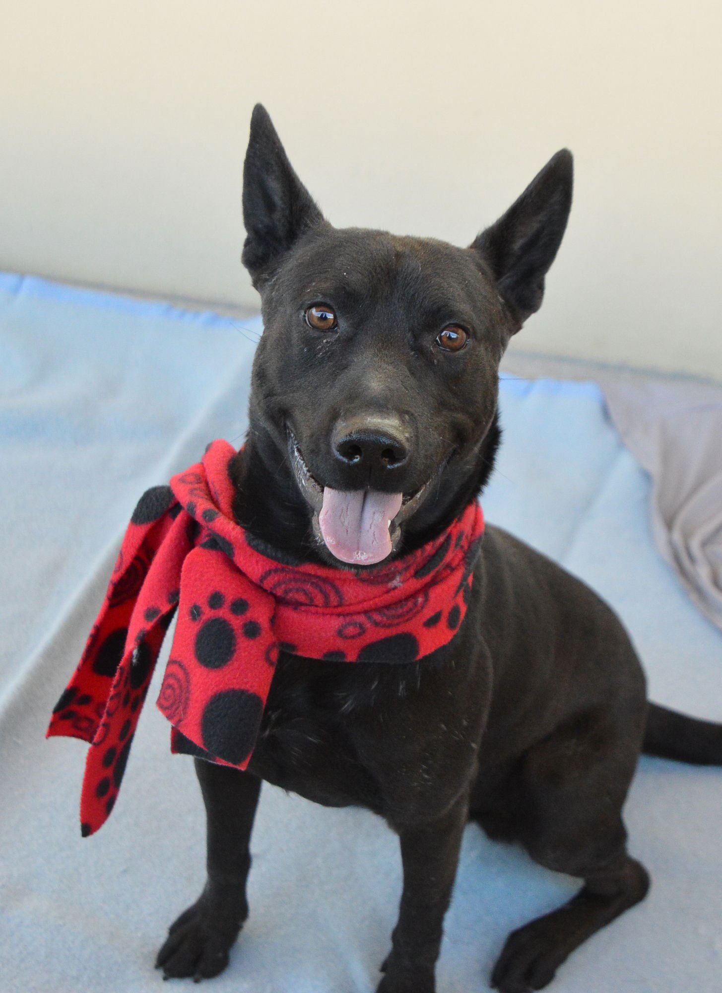 BOBA - Labrador Retriever available for adoption