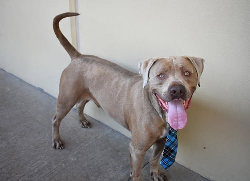 BLUE - American Staffordshire Terrier for adoption in McKinney