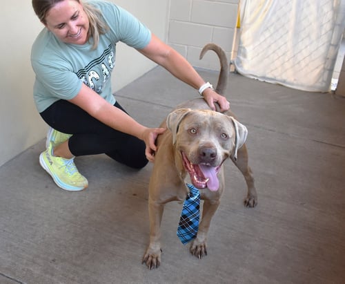 BLUE - American Staffordshire Terrier available for adoption