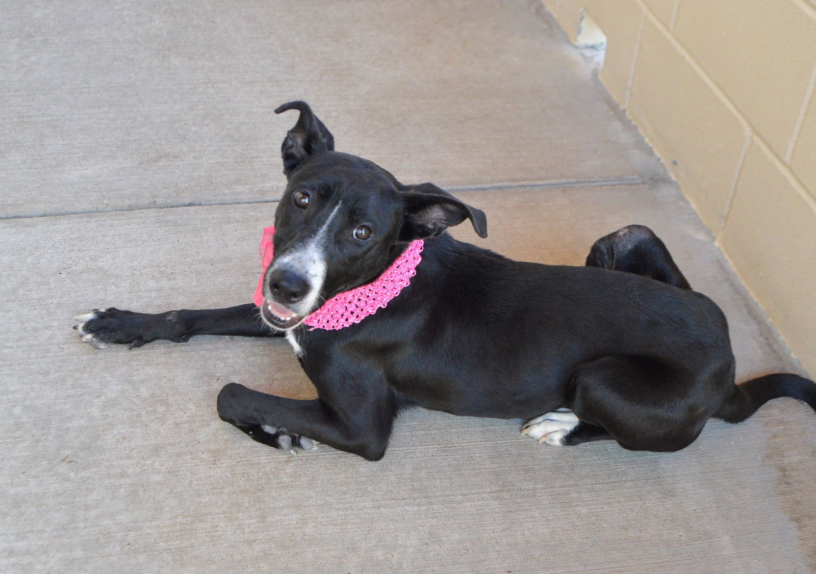 POTION - Border Collie available for adoption