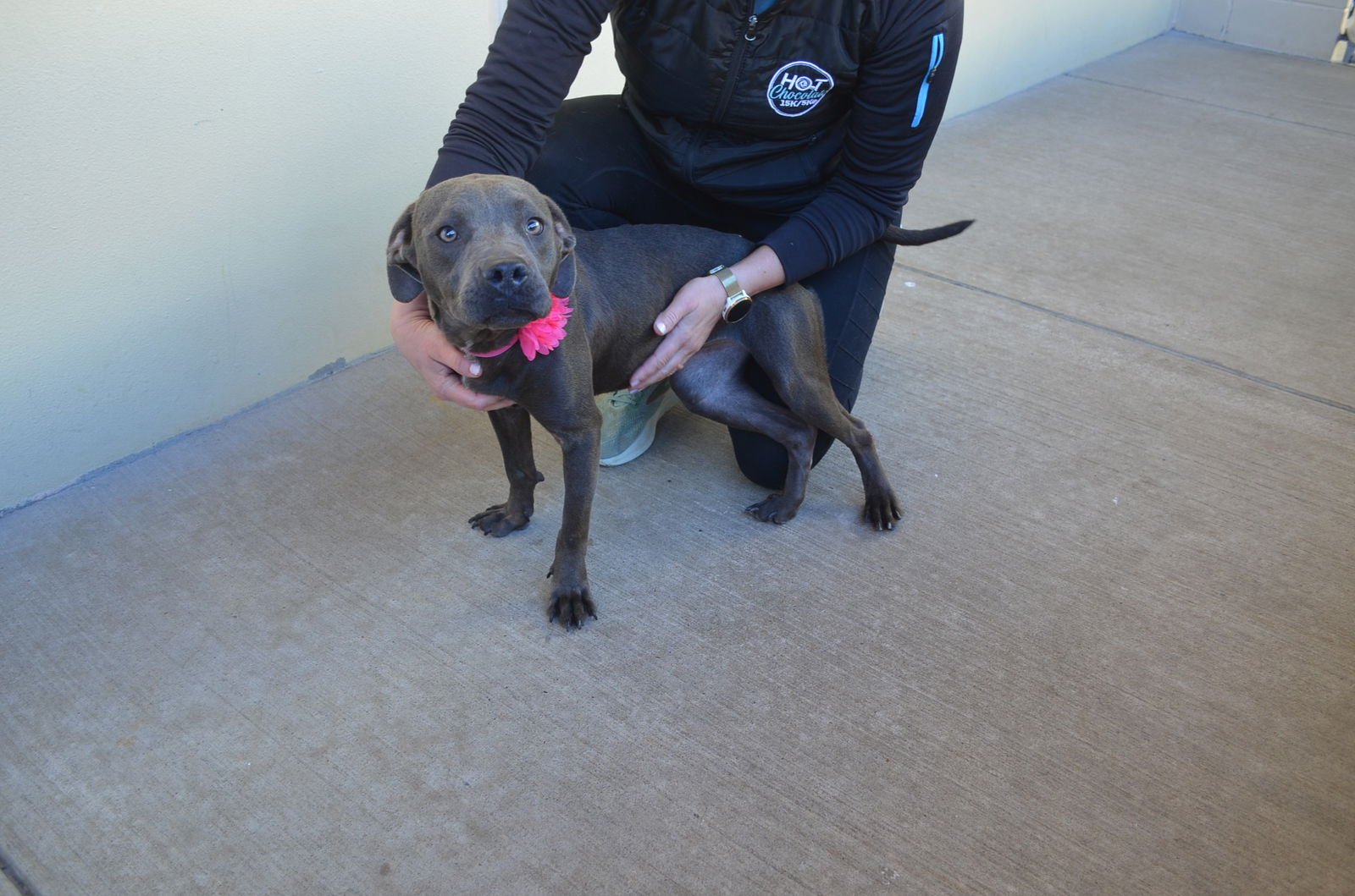 BERRY - American Pit Bull Terrier available for adoption