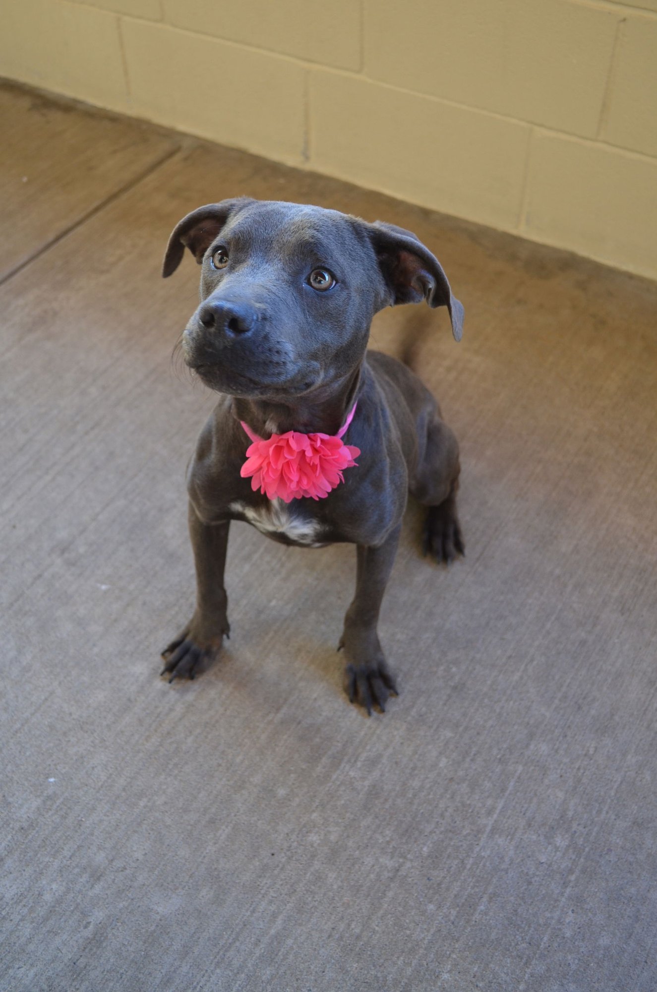 BERRY - American Pit Bull Terrier available for adoption
