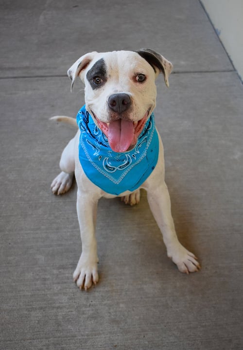 PETEY (IN FOSTER)