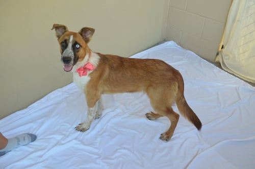 GLOOP - Unknown for adoption in McKinney