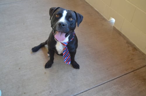 DINK - American Pit Bull Terrier for adoption in McKinney