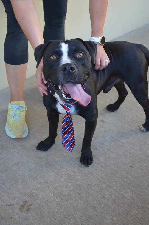 DINK - American Pit Bull Terrier available for adoption