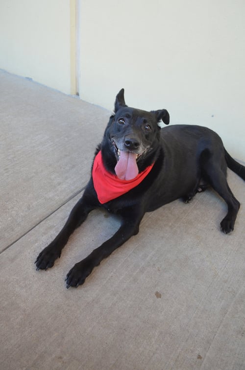 BEE - Labrador Retriever for adoption in McKinney