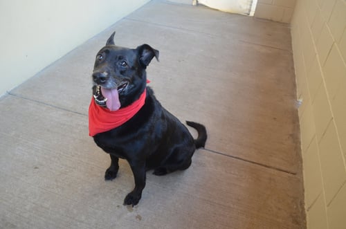 BEE - Labrador Retriever available for adoption