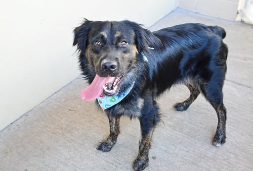 KLUNK - Shepherd available for adoption