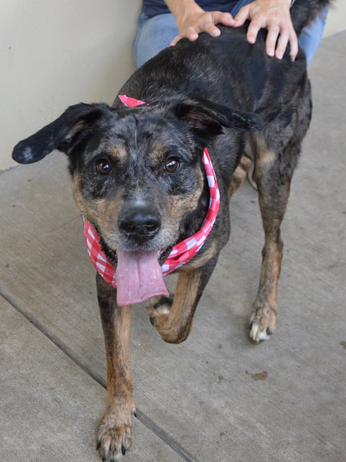 APPLE - Catahoula Leopard Dog available for adoption