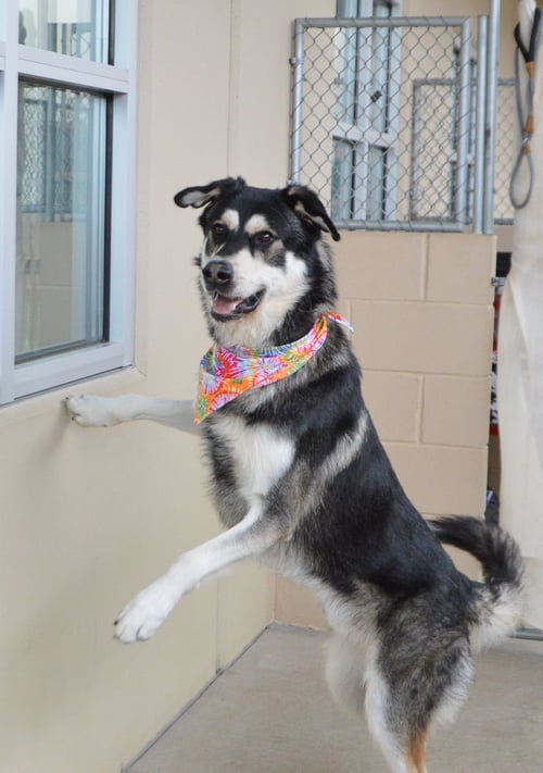 NEO - Husky available for adoption