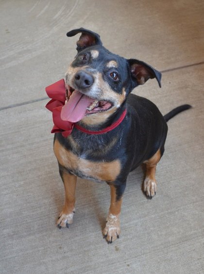 MOCHA - Unknown available for adoption
