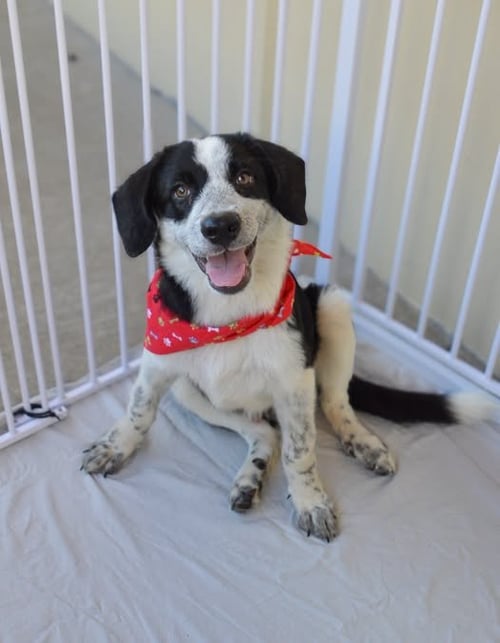 PITTER - Unknown available for adoption