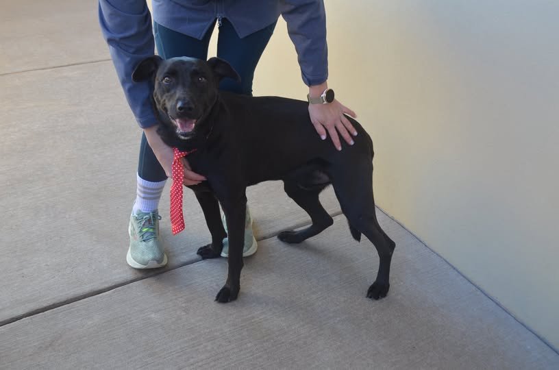 SMOKEY - Labrador Retriever available for adoption