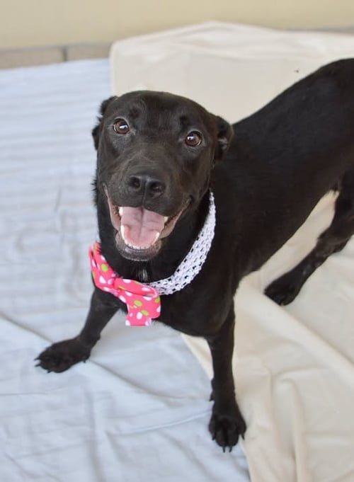 ROSE - Labrador Retriever for adoption in McKinney