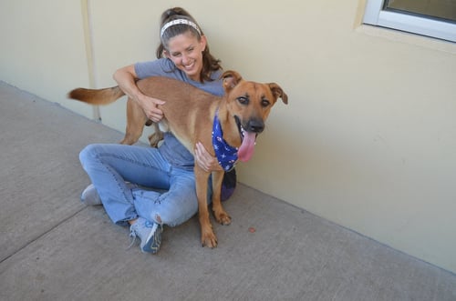 DONUT - German Shepherd Dog available for adoption