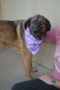 Luna - Photo 3