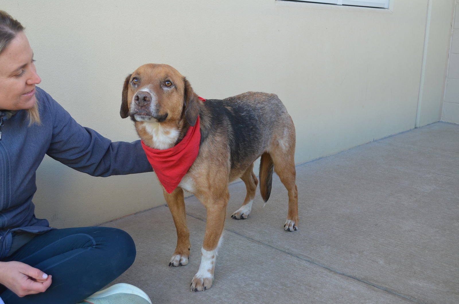 MOOSE - German Shepherd Dog available for adoption