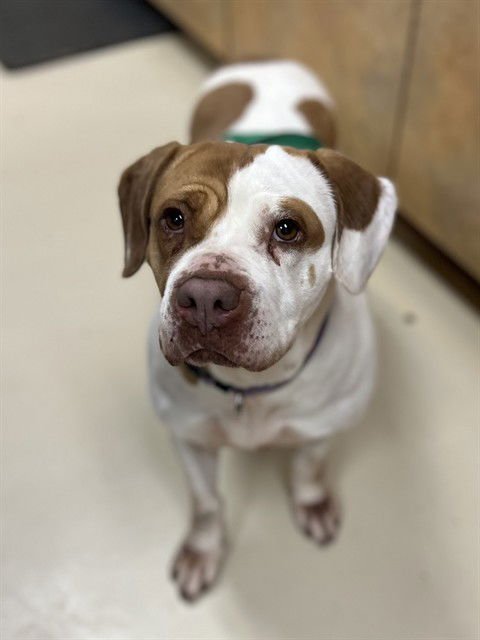 BETTY - Basset Hound available for adoption