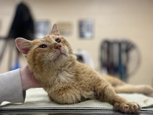 CATFISH - Domestic Short Hair available for adoption