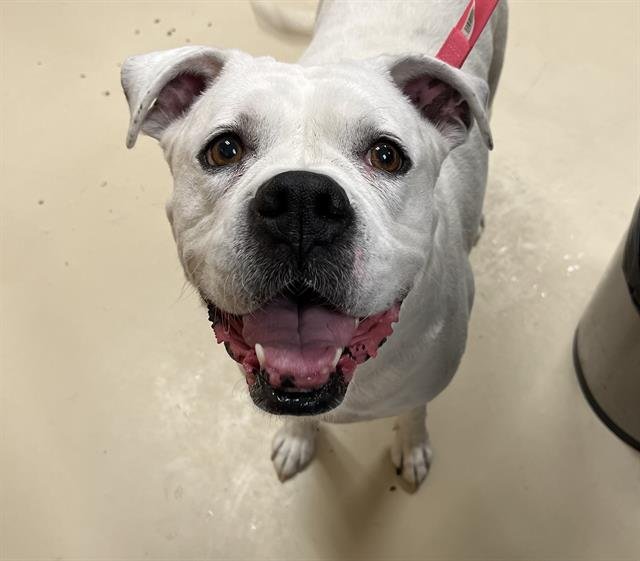 ZURI - Boxer / Pit Bull Terrier available for adoption