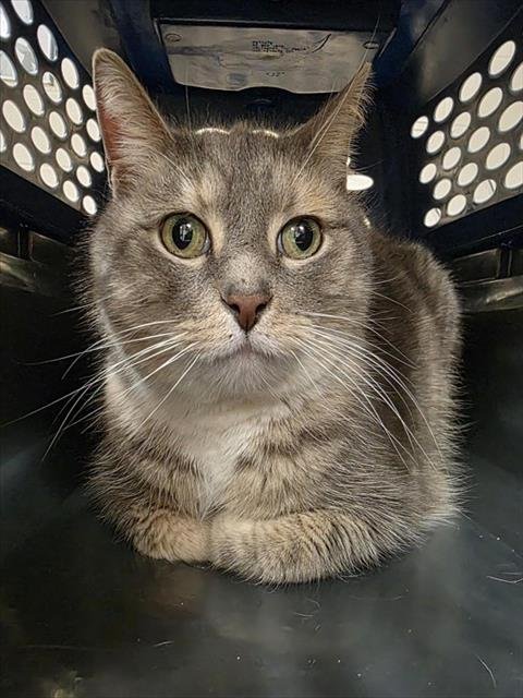 HARRIET - Domestic Short Hair available for adoption