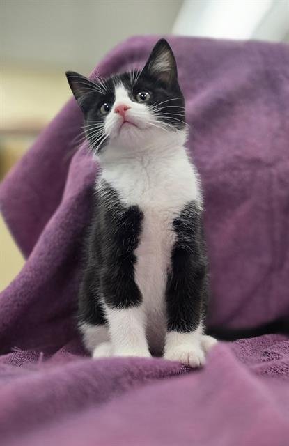 AUSTIN - Domestic Short Hair available for adoption