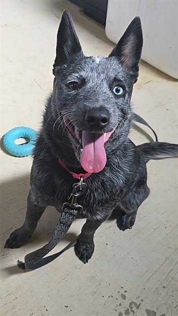 FABLE - Australian Cattle Dog/Blue Heeler available for adoption