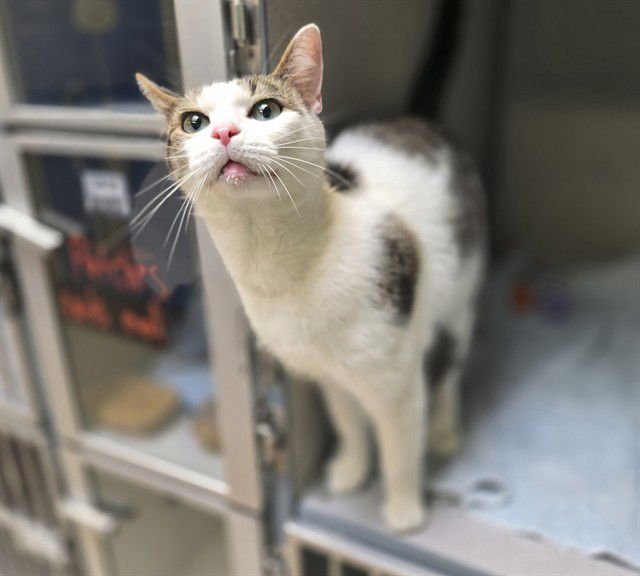 PATCHES - Domestic Short Hair available for adoption