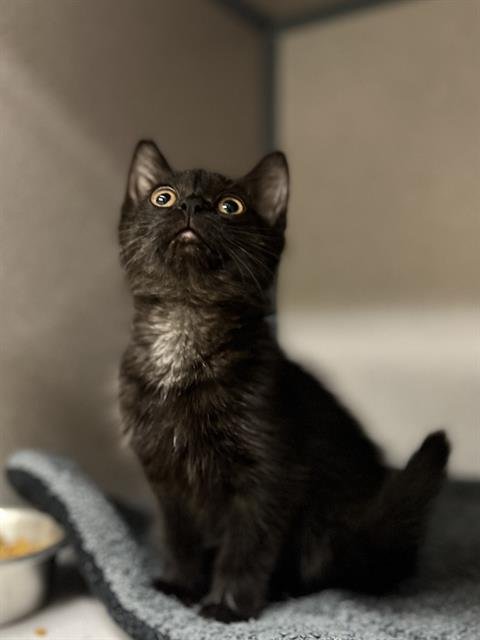 MARCELINE - Domestic Short Hair available for adoption