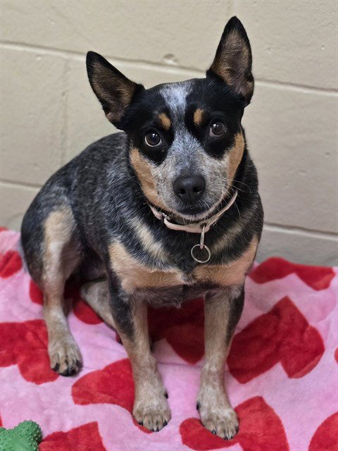 LULU - Australian Cattle Dog/Blue Heeler available for adoption