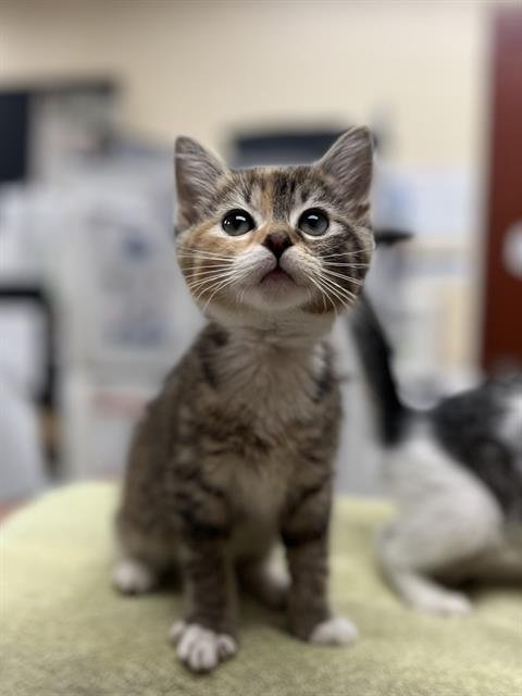 CHARLI - Domestic Short Hair available for adoption