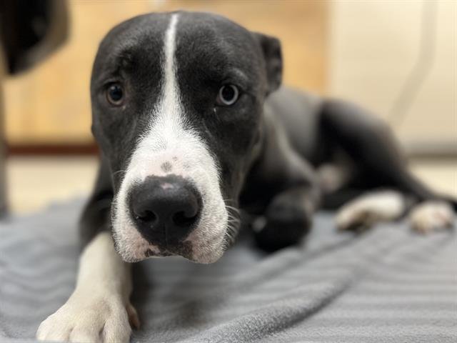 NEMO - Pit Bull Terrier / Siberian Husky available for adoption