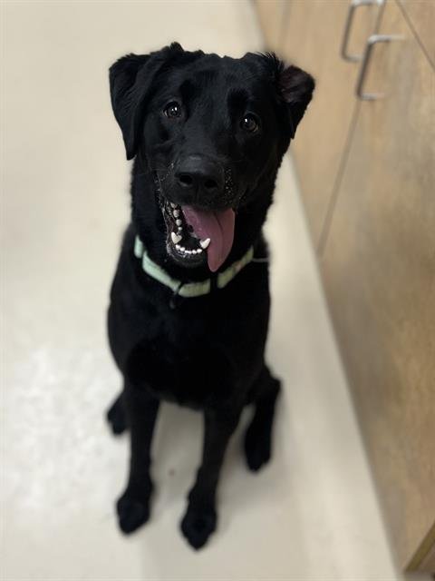 ZELDA - Labrador Retriever available for adoption