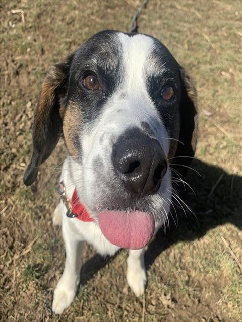 BILBO - Beagle available for adoption