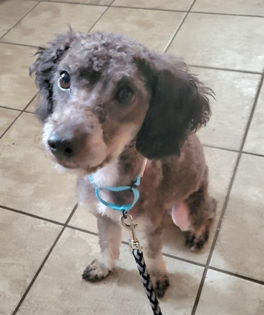 PERCY - Poodle (Miniature) available for adoption