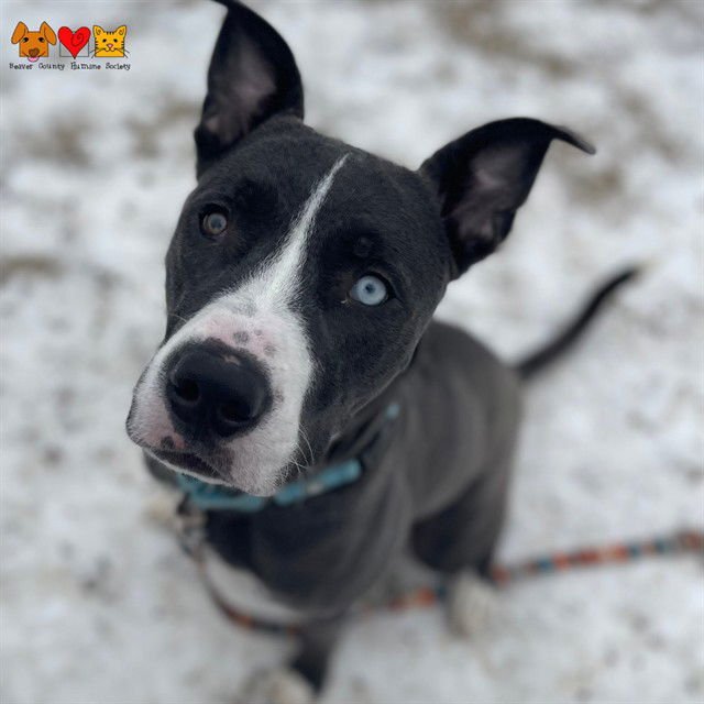 NEMO - Pit Bull Terrier / Siberian Husky available for adoption