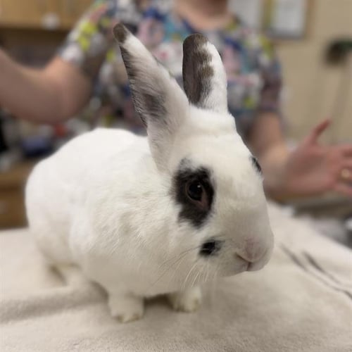 COTTONTAIL - Angora Rabbit available for adoption