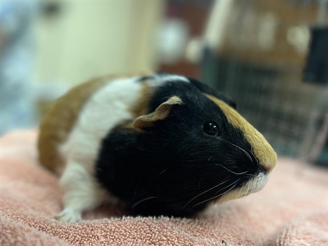 NUGGET - Guinea Pig available for adoption