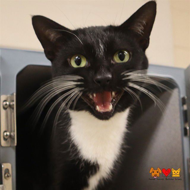 CEREAL - Domestic Short Hair available for adoption