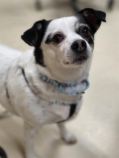 SASHA - Chihuahua available for adoption