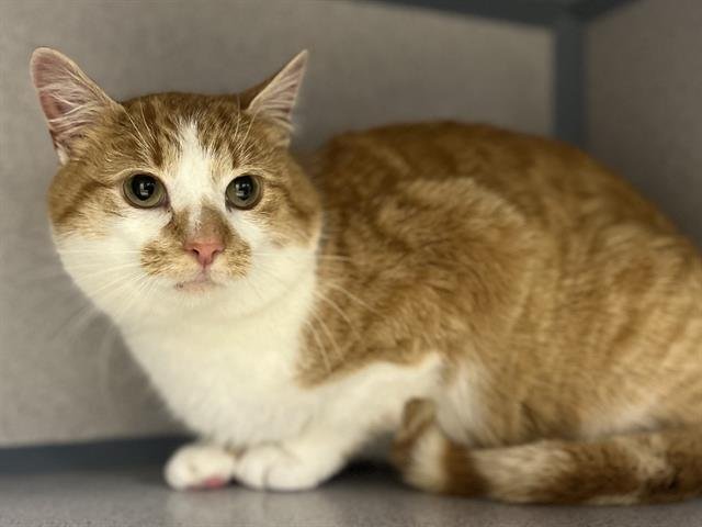 HANK - Domestic Short Hair available for adoption