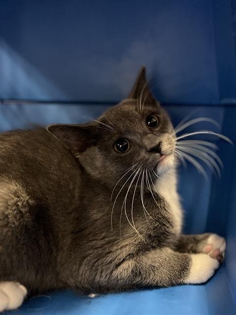 JUNCO - Domestic Short Hair available for adoption